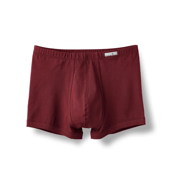 Boxer Delphine / Bordeaux